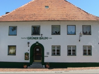 Foto: Grüner Baum
